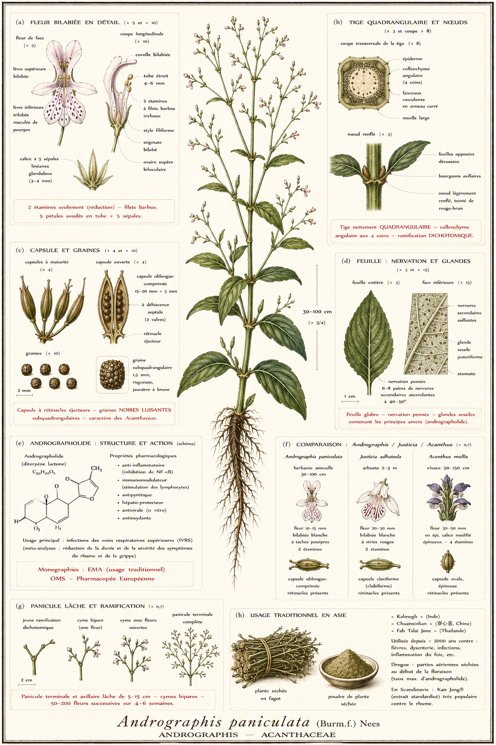 Planche botanique Andrographis