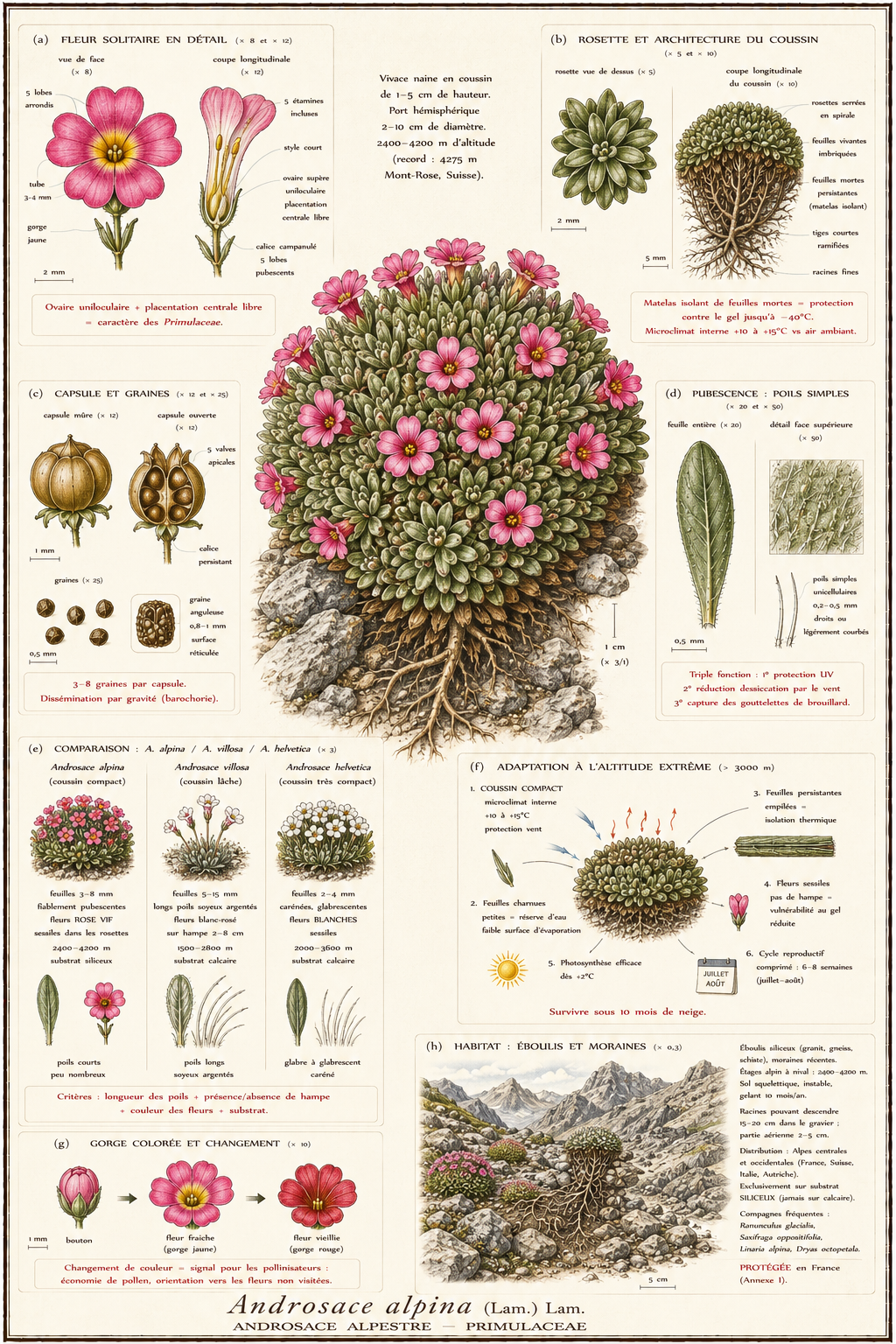 Planche botanique Androsace alpestre
