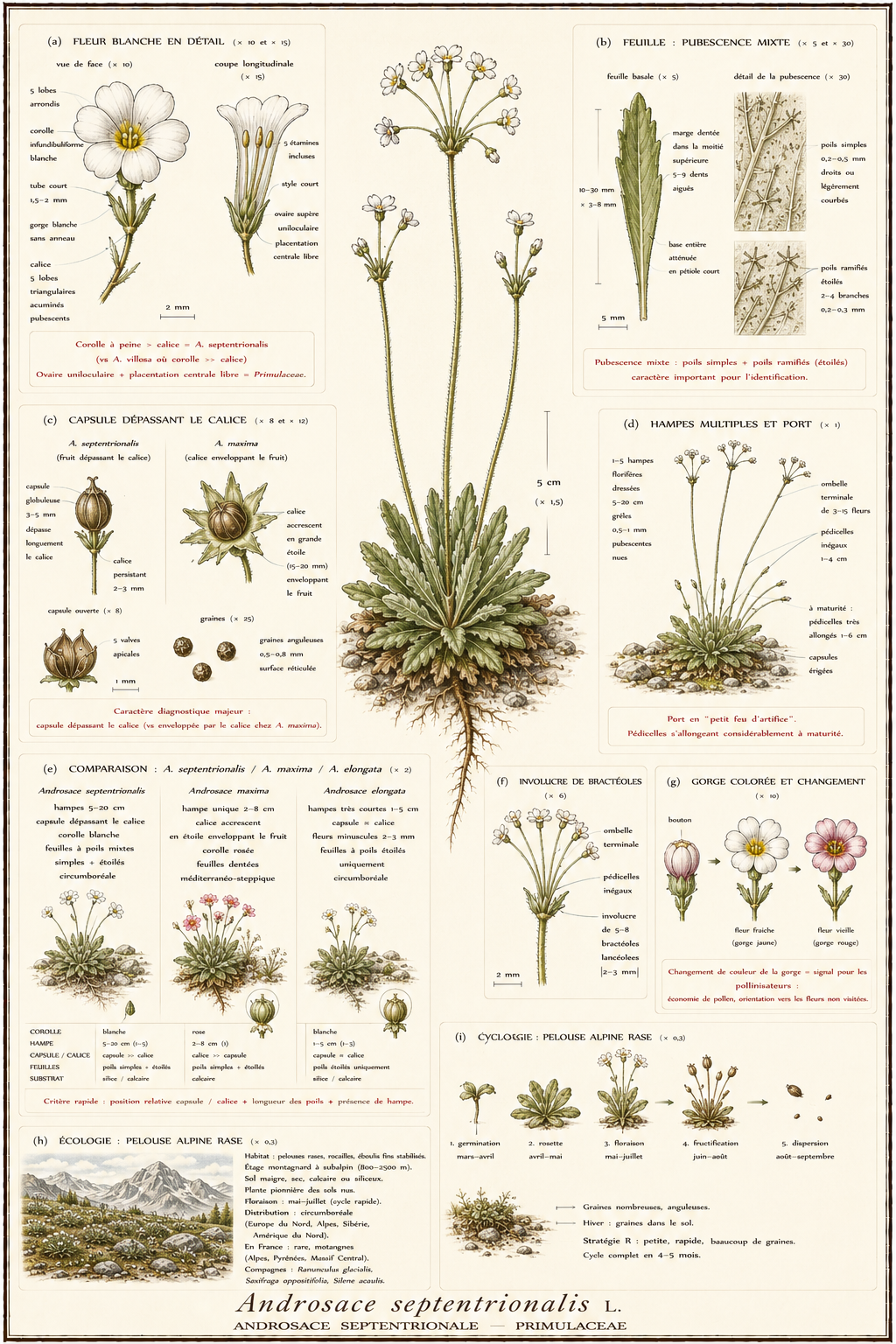 Planche botanique Androsace septentrionale