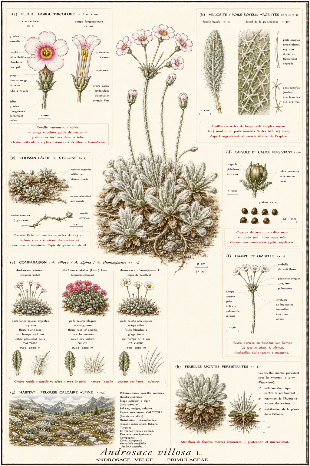 Planche botanique Androsace velue