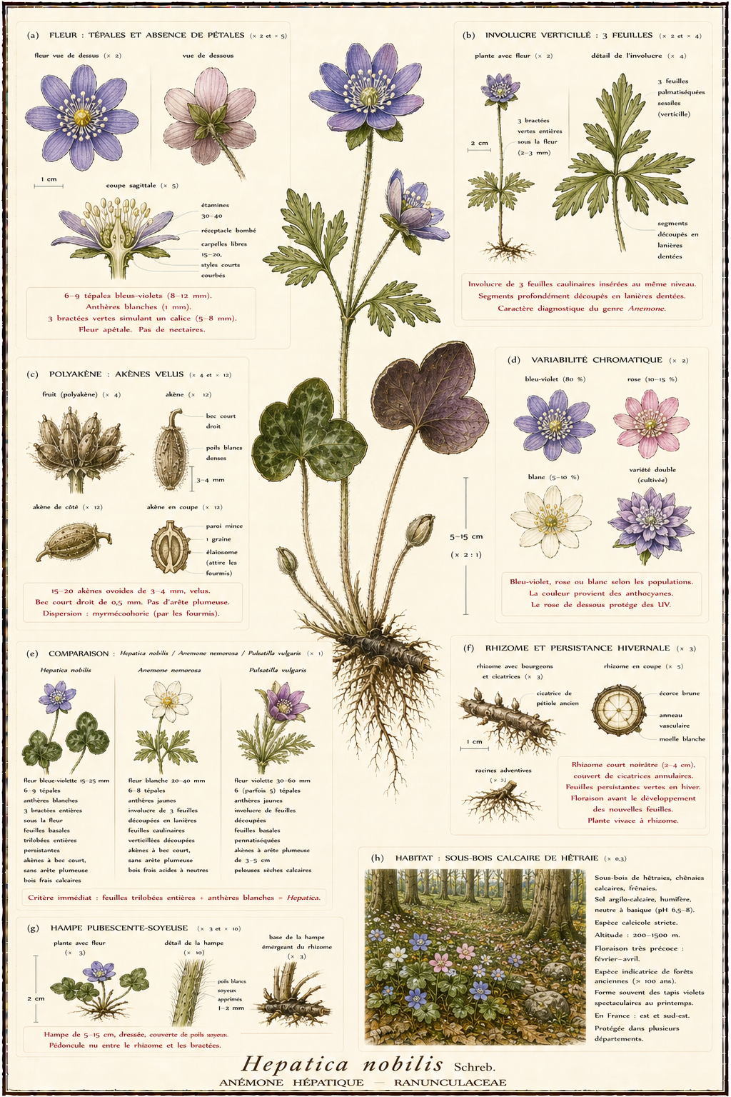 Planche botanique Anémone hépatique