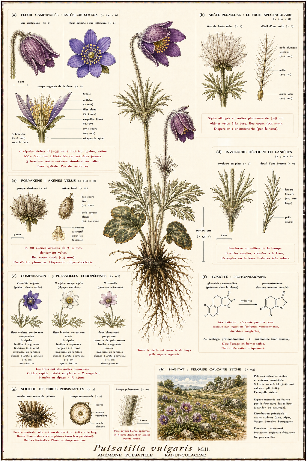 Planche botanique Anémone pulsatille