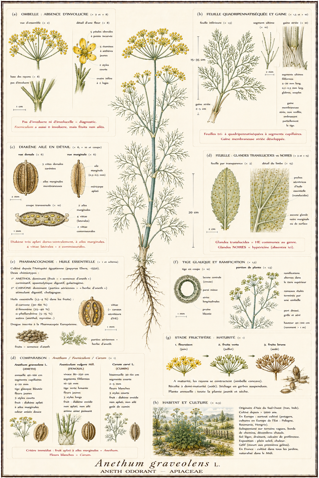 Planche botanique Aneth odorant