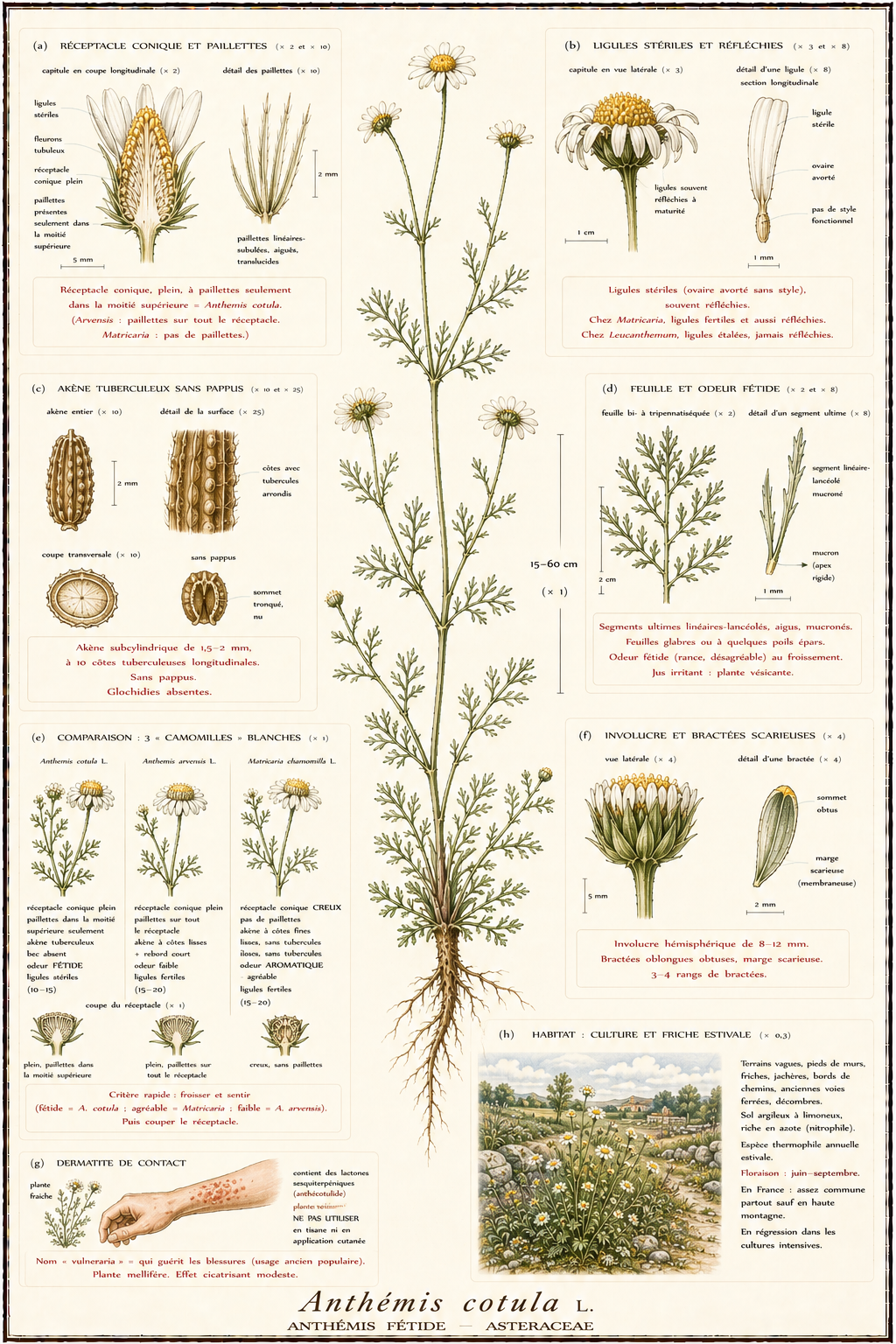 Planche botanique Anthémis fétide