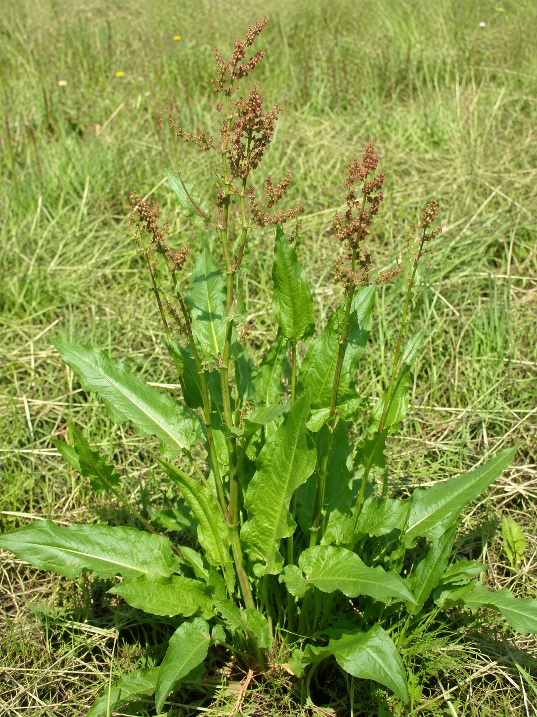 Rumex acetosa — grande oseille en prairie, feuilles sagittées vert vif riches en acide oxalique