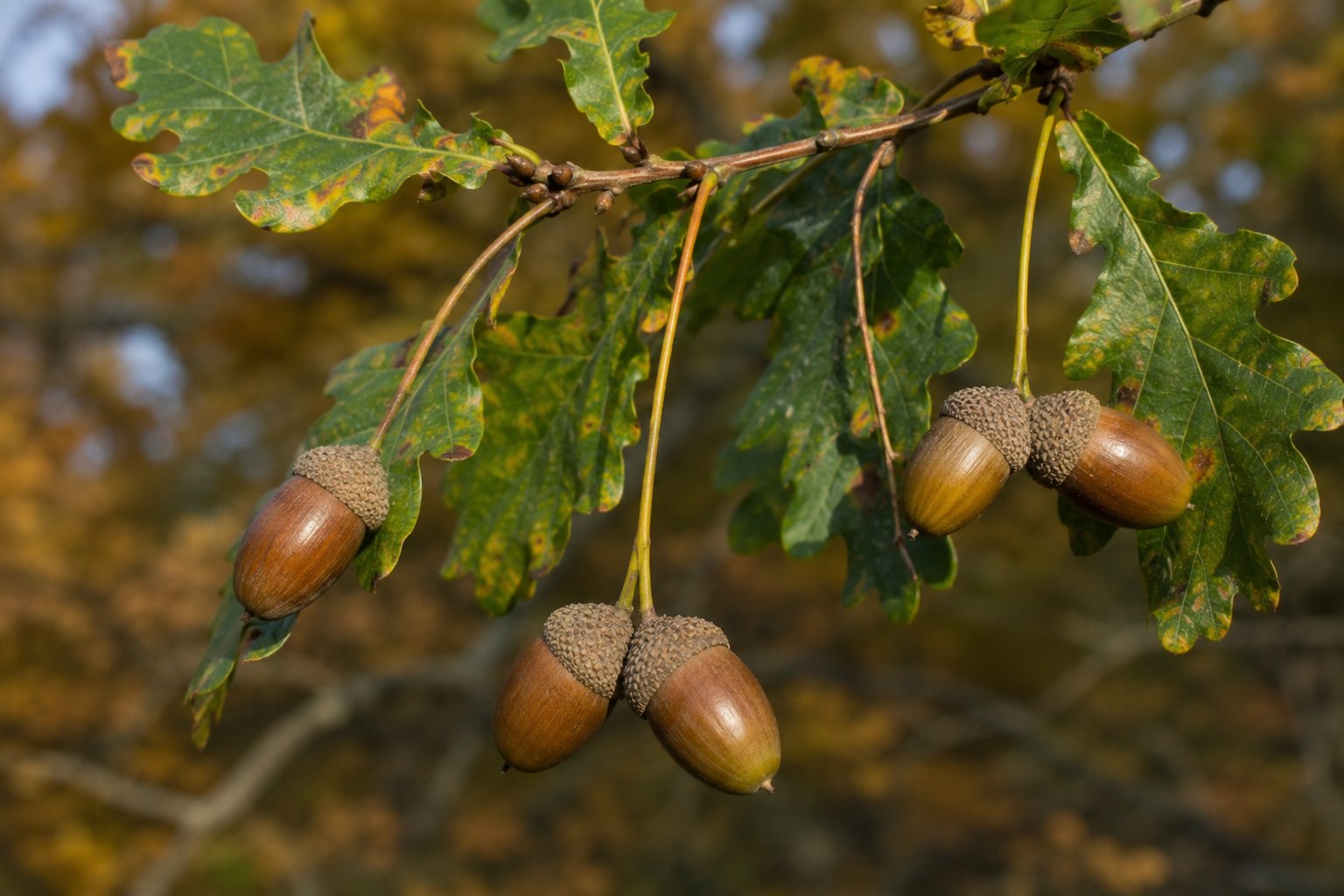 Quercus robur — glands de chêne pédonculé dans leurs cupules sur un rameau automnal