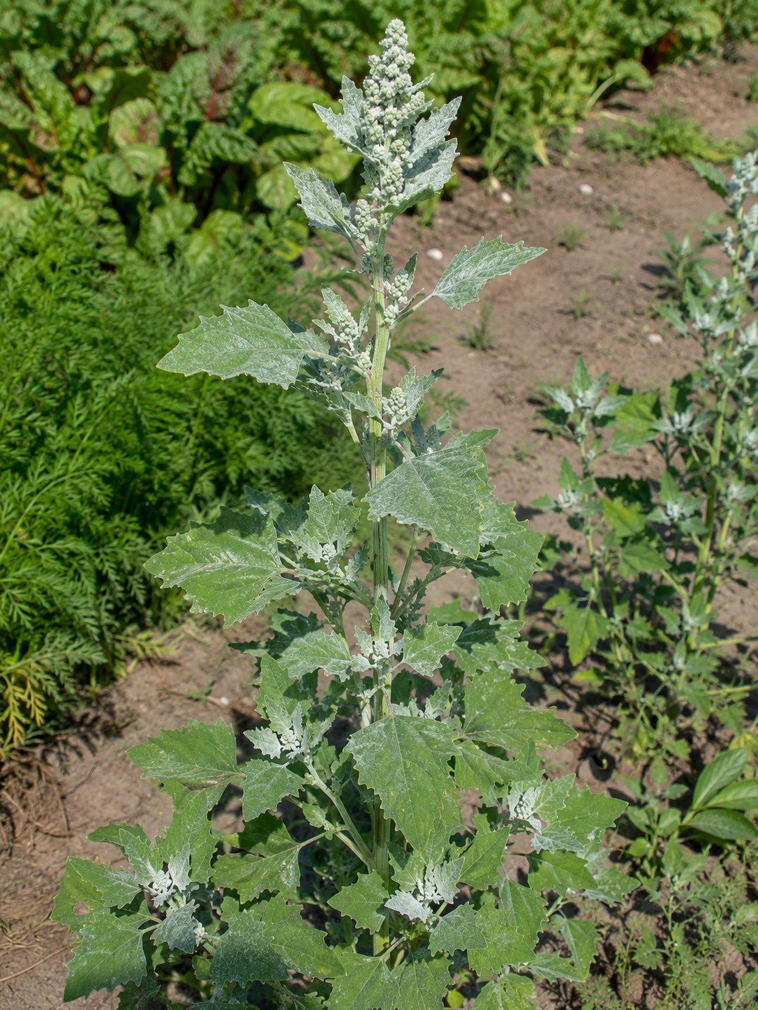 Chenopodium album — chénopode blanc, plante entière avec feuilles rhomboïdales farinées et inflorescences vertes