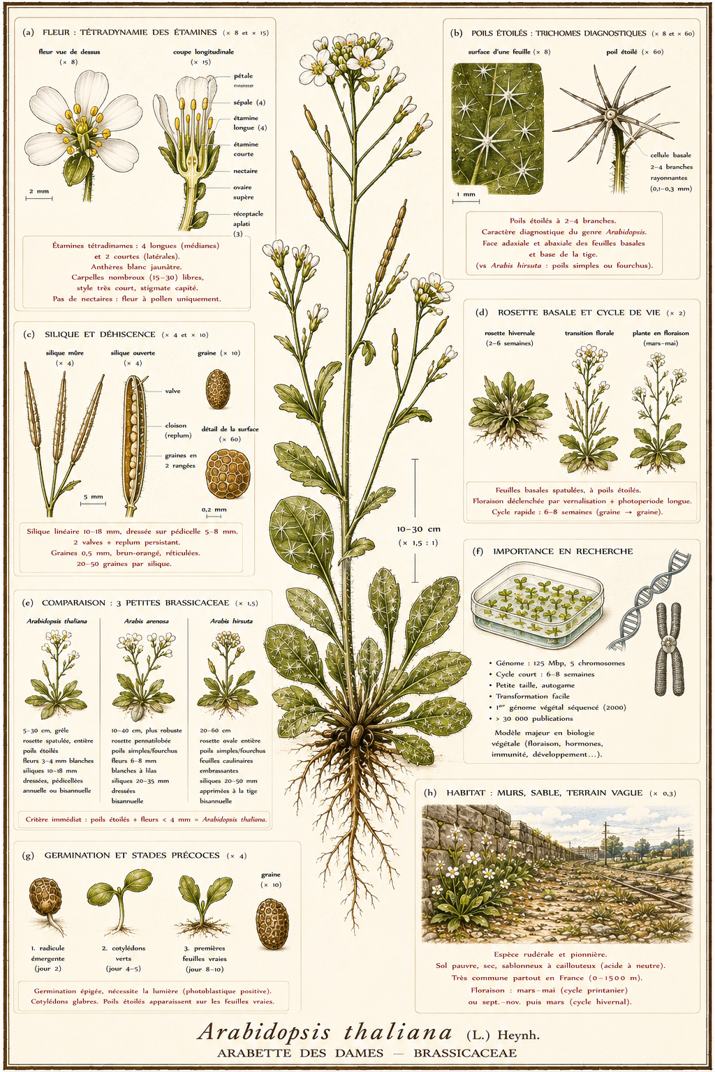 Planche botanique Arabette des dames