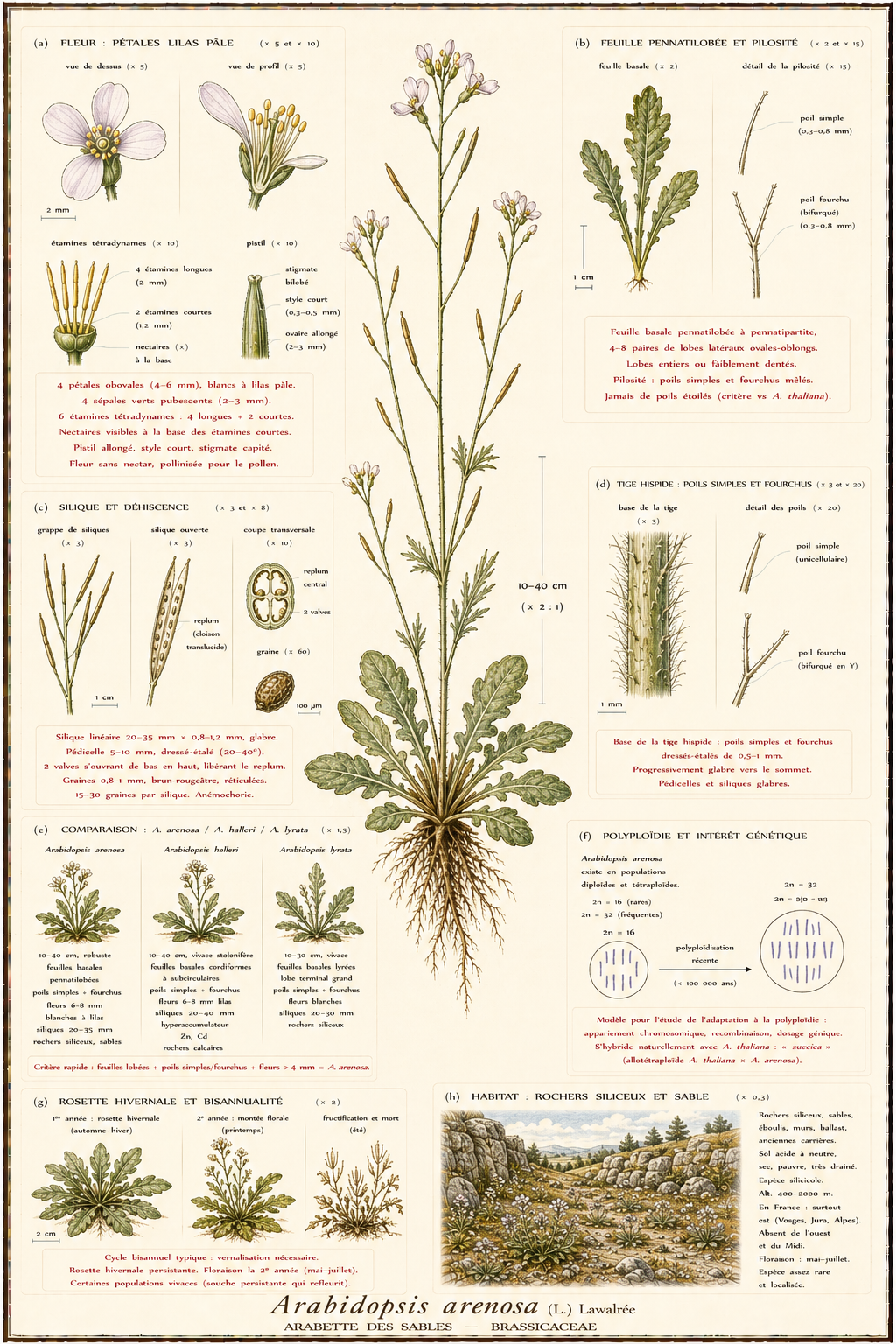 Planche botanique Arabette des sables