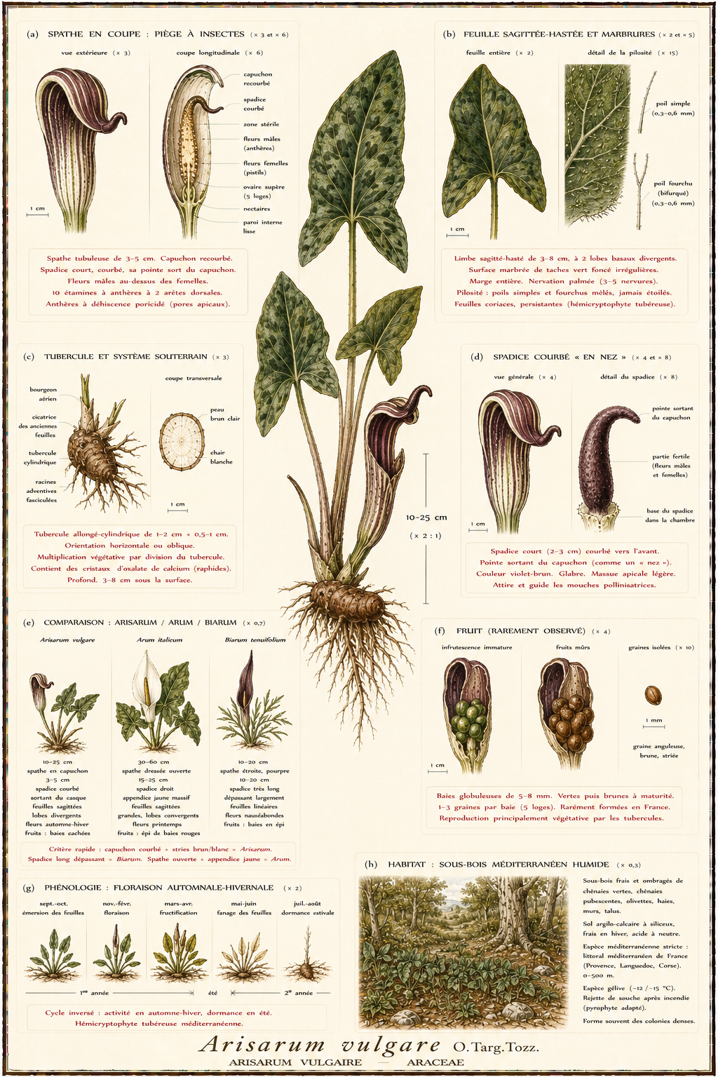 Planche botanique Arisarum vulgaire