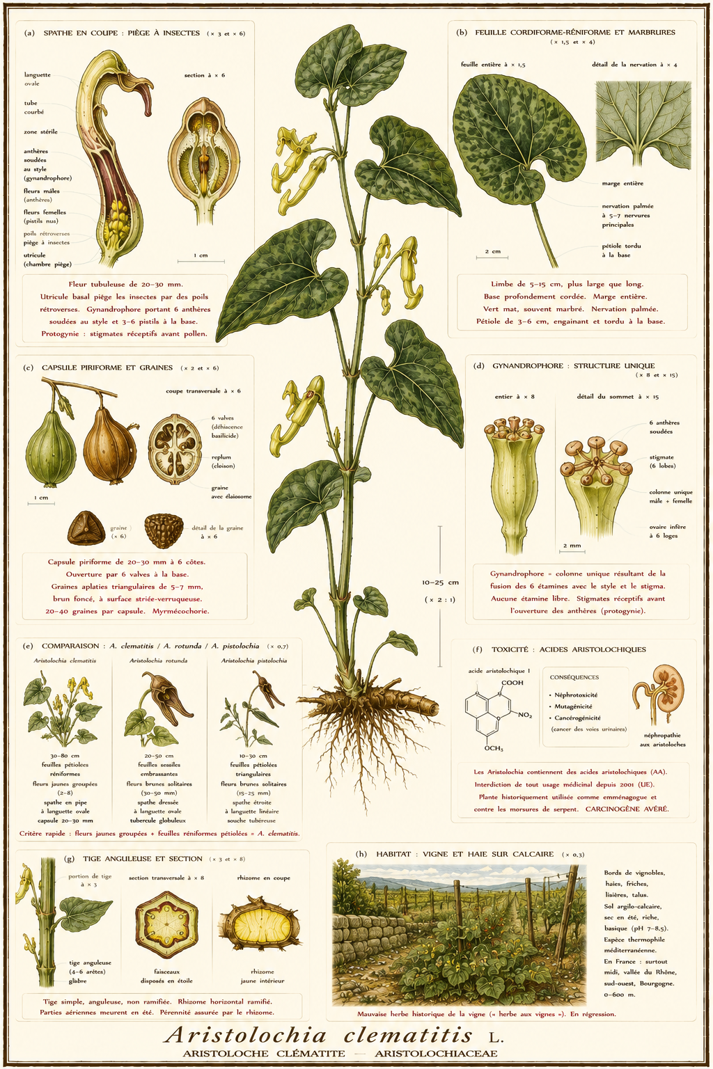 Planche botanique Aristoloche clématite