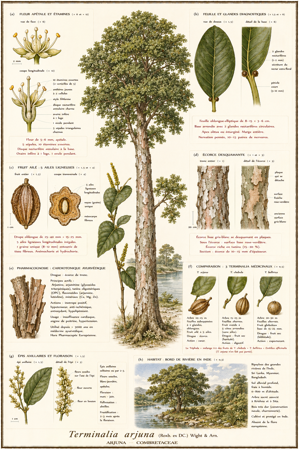 Planche botanique Arjuna