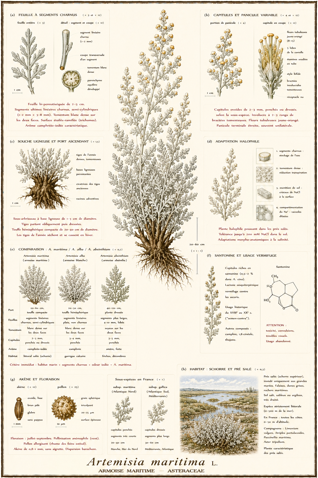 Planche botanique Armoise maritime