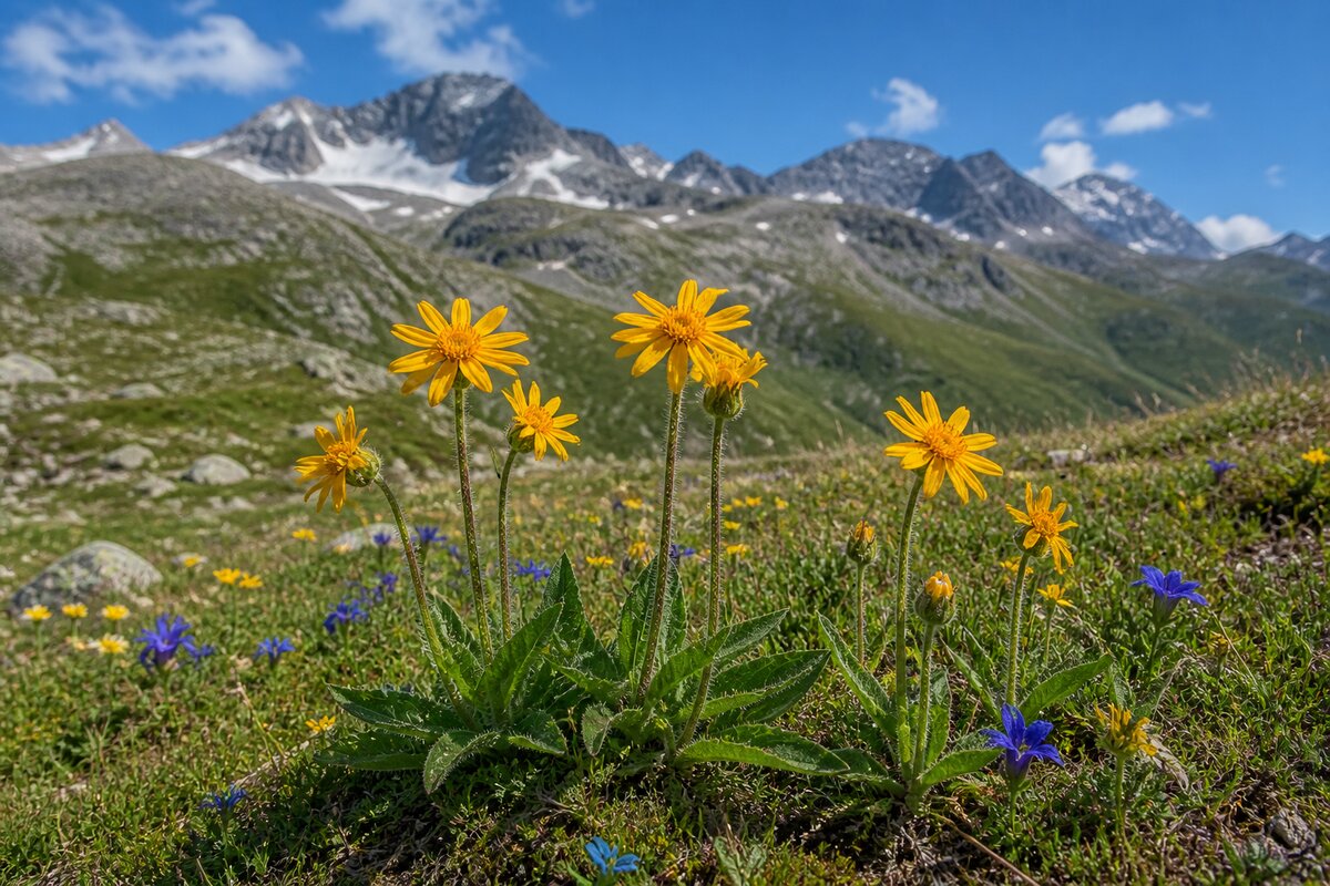 Arnica montana dans son habitat naturel — alpage siliceux d'altitude
