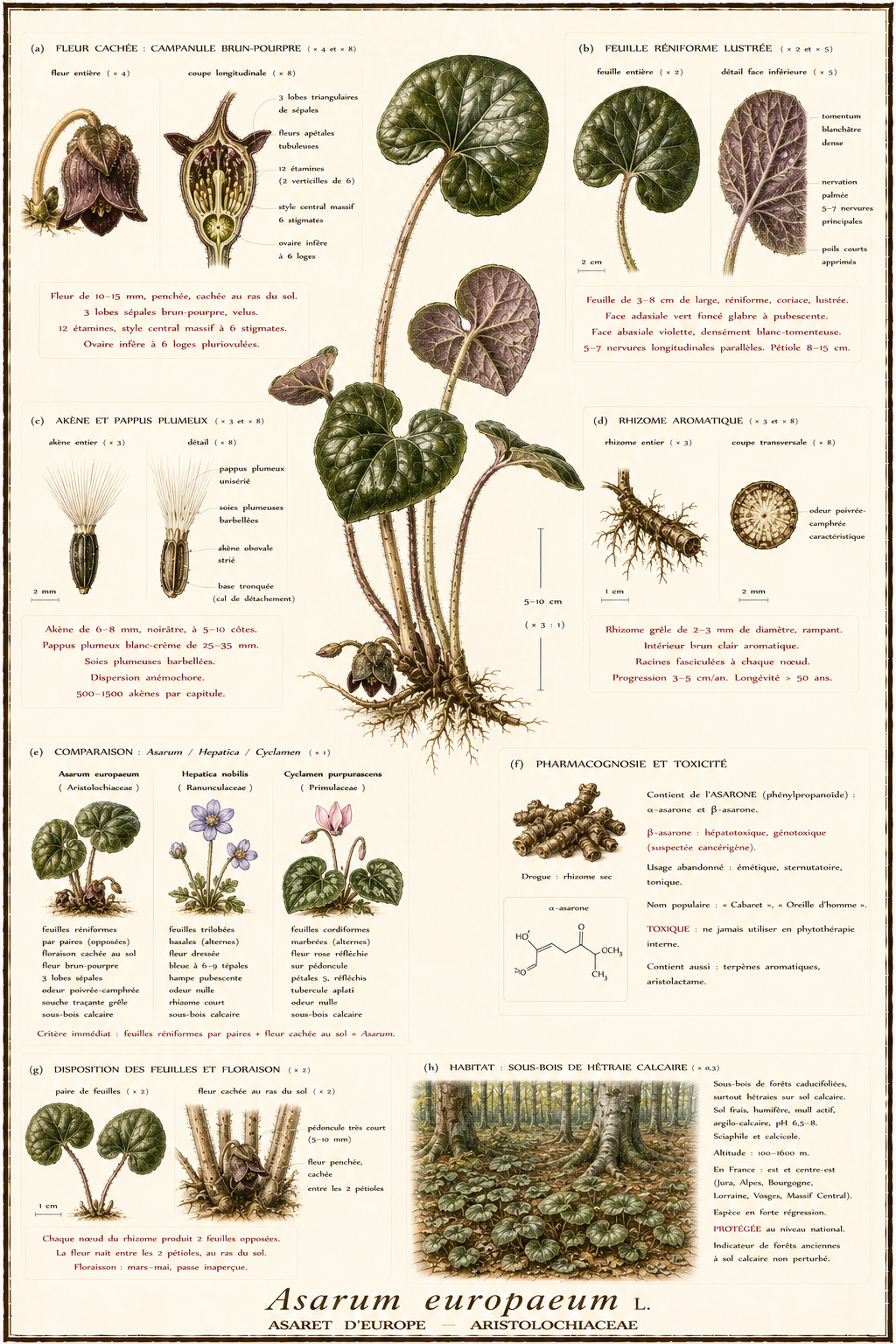 Planche botanique Asaret d'Europe