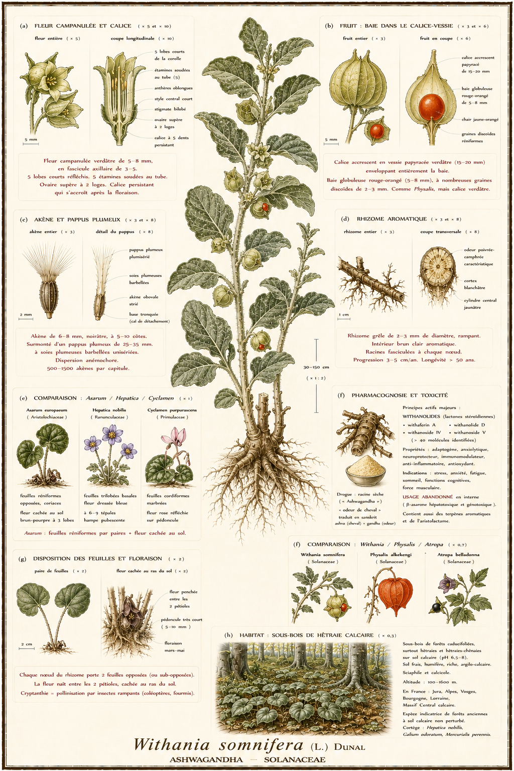 Planche botanique Ashwagandha