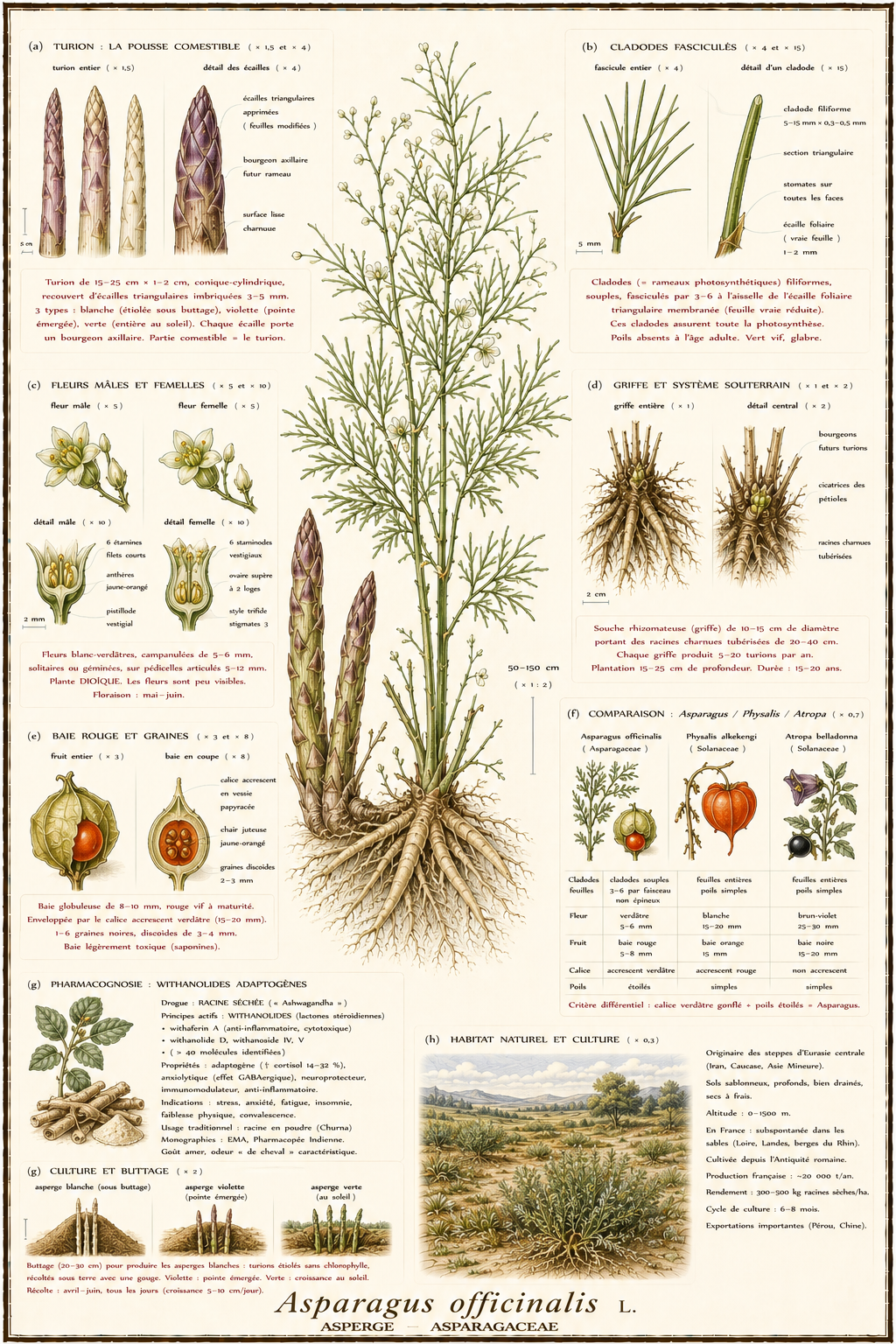 Planche botanique Asperge