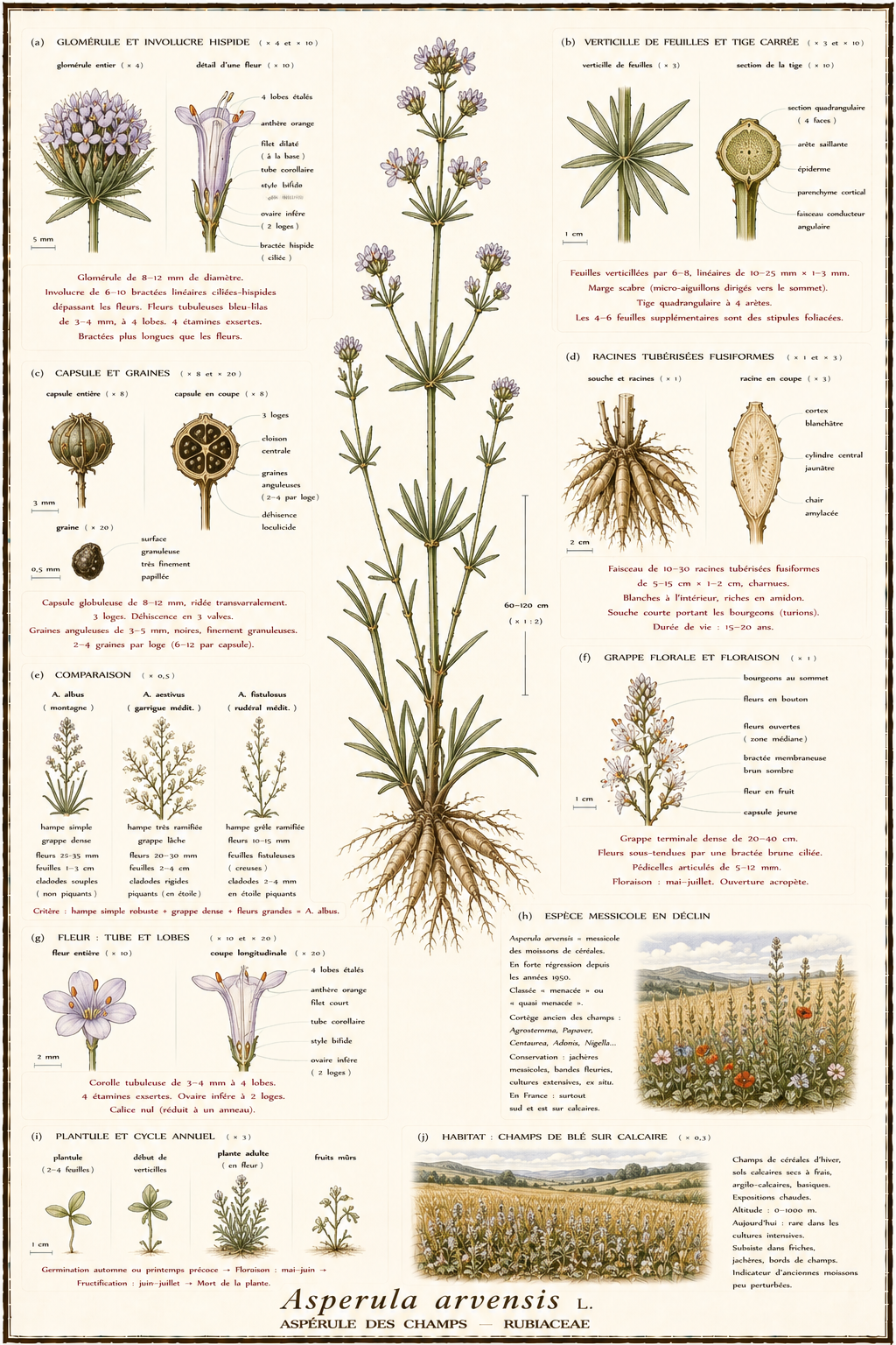 Planche botanique Aspérule des champs