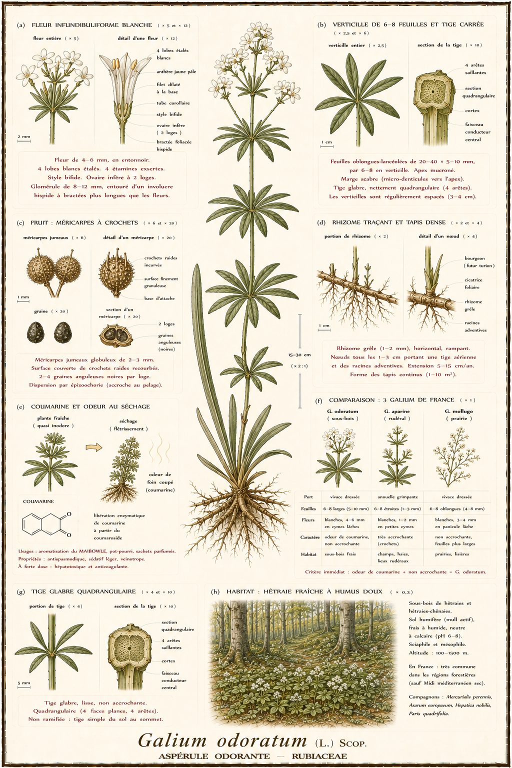 Planche botanique Aspérule odorante