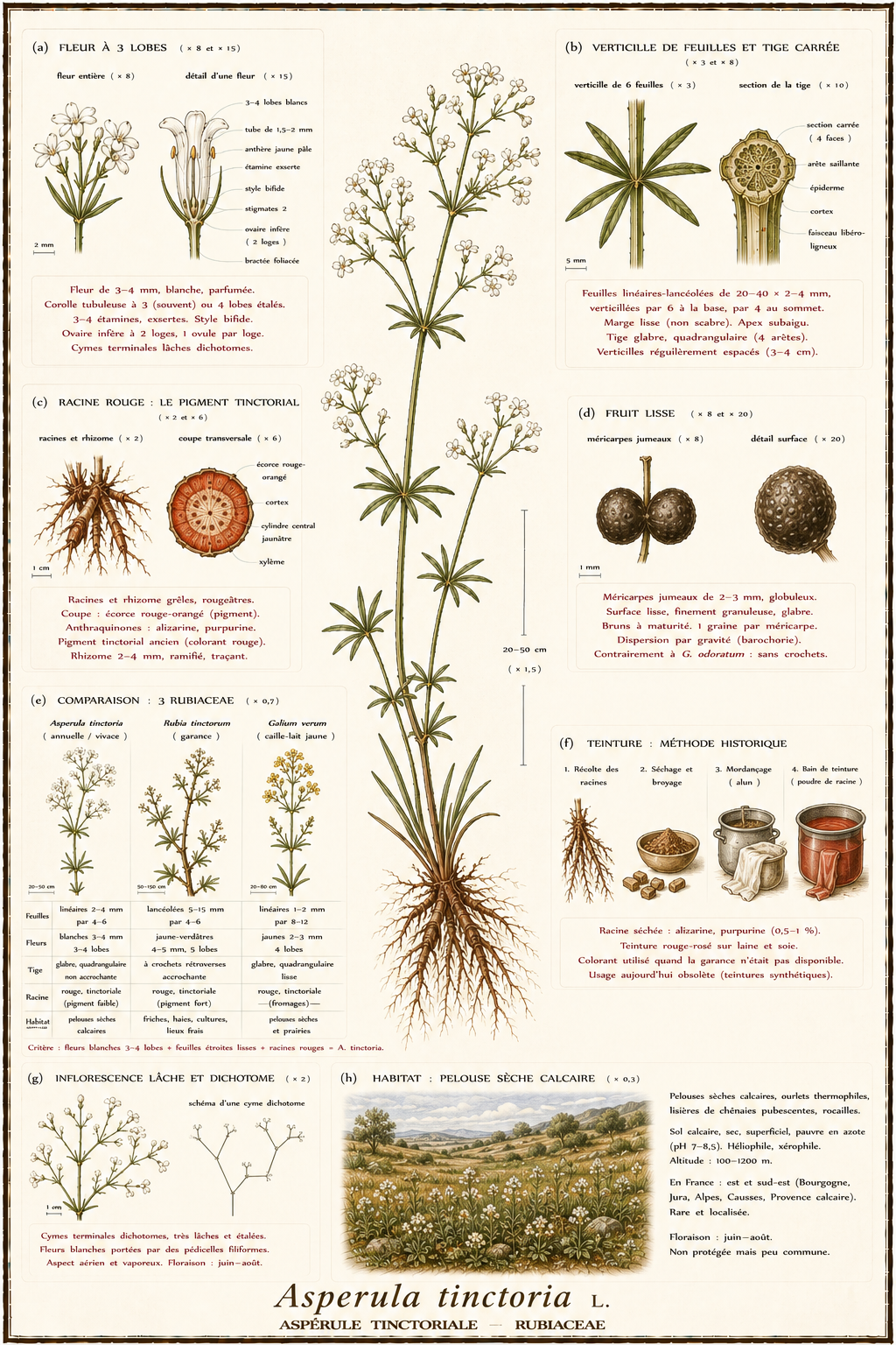 Planche botanique Aspérule tinctoriale