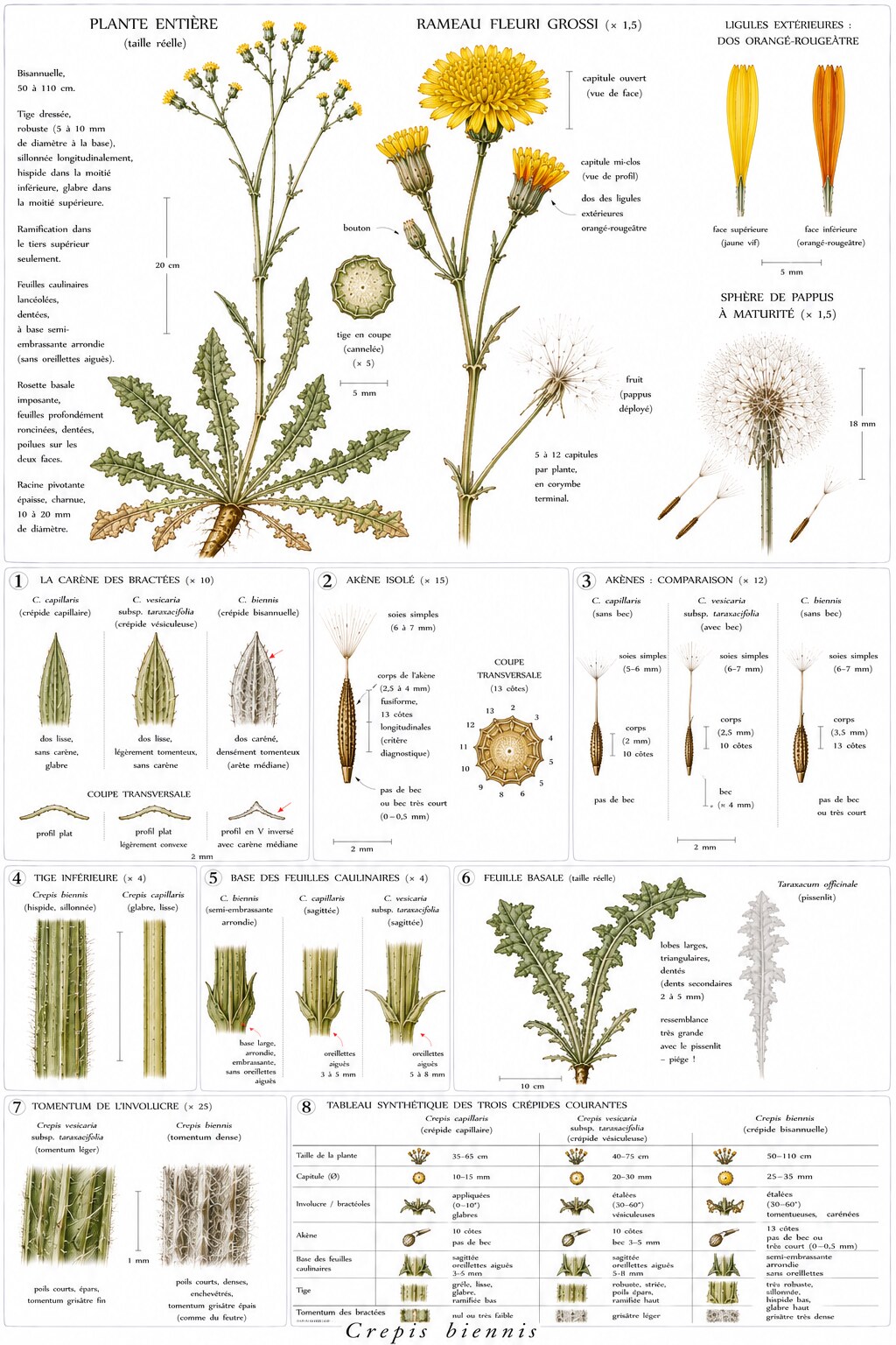 Planche botanique de Crepis biennis — crépide bisannuelle