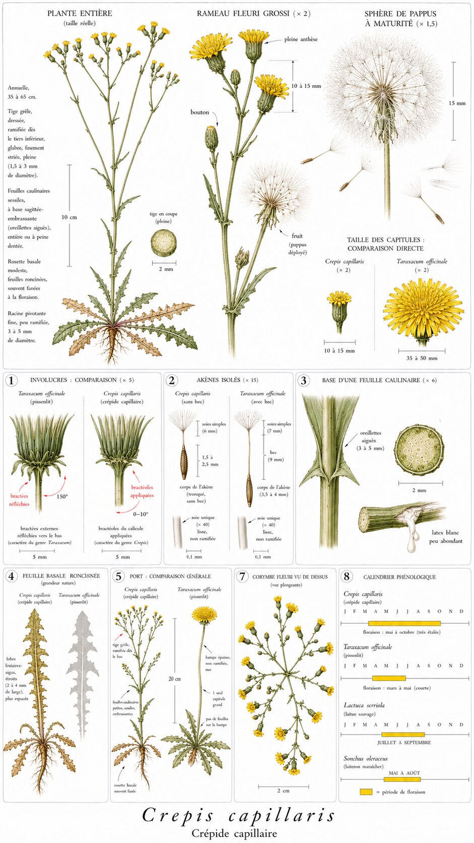 Planche botanique de Crepis capillaris — crépide capillaire