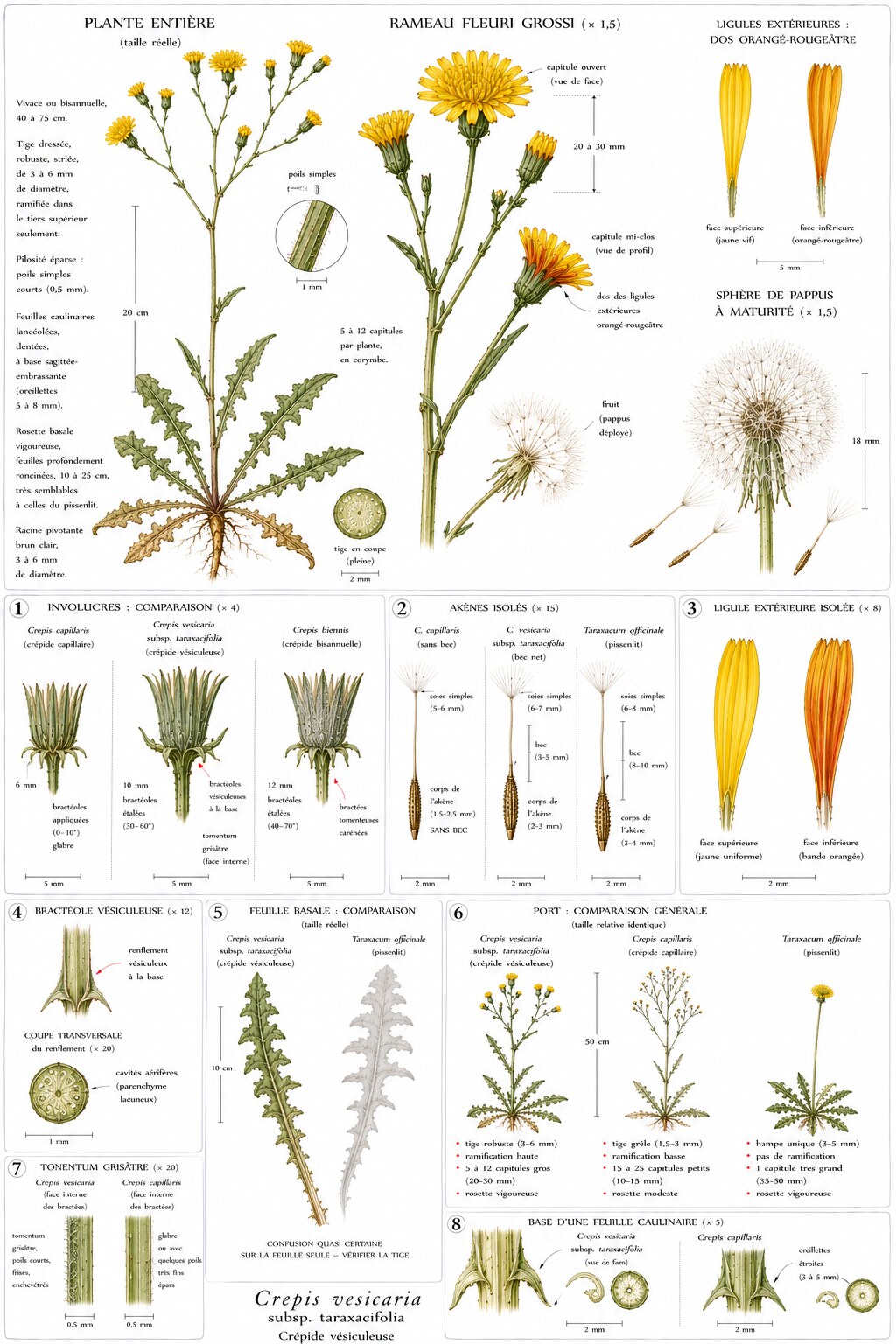 Planche botanique de Crepis vesicaria — crépide vésiculeuse