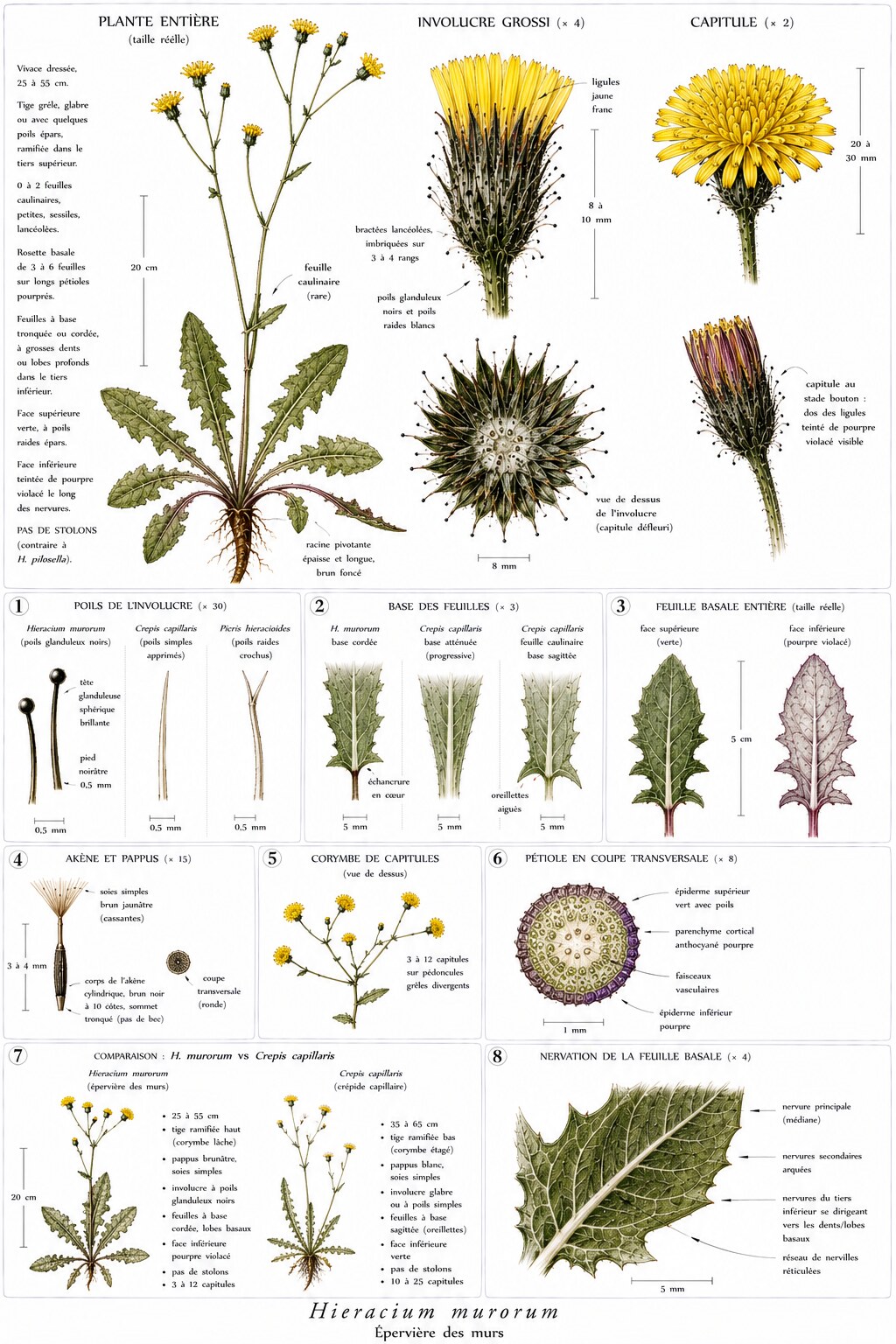 Planche botanique de Hieracium murorum — épervière des murs