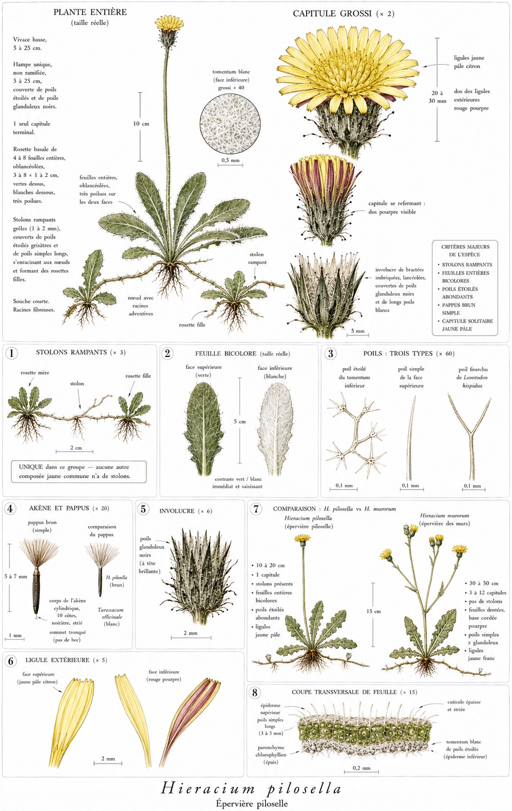 Planche botanique de Hieracium pilosella — épervière piloselle