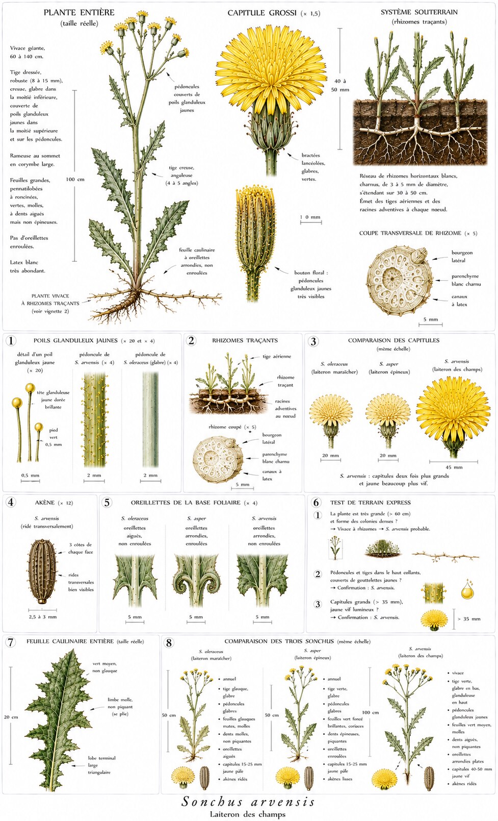 Planche botanique de Sonchus arvensis — laiteron des champs