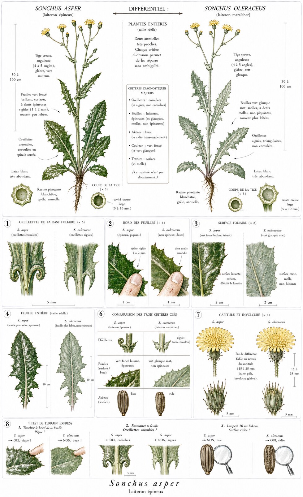 Planche botanique de Sonchus asper — laiteron épineux