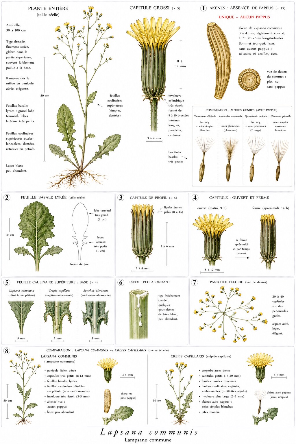 Planche botanique de Lapsana communis — lampsane commune
