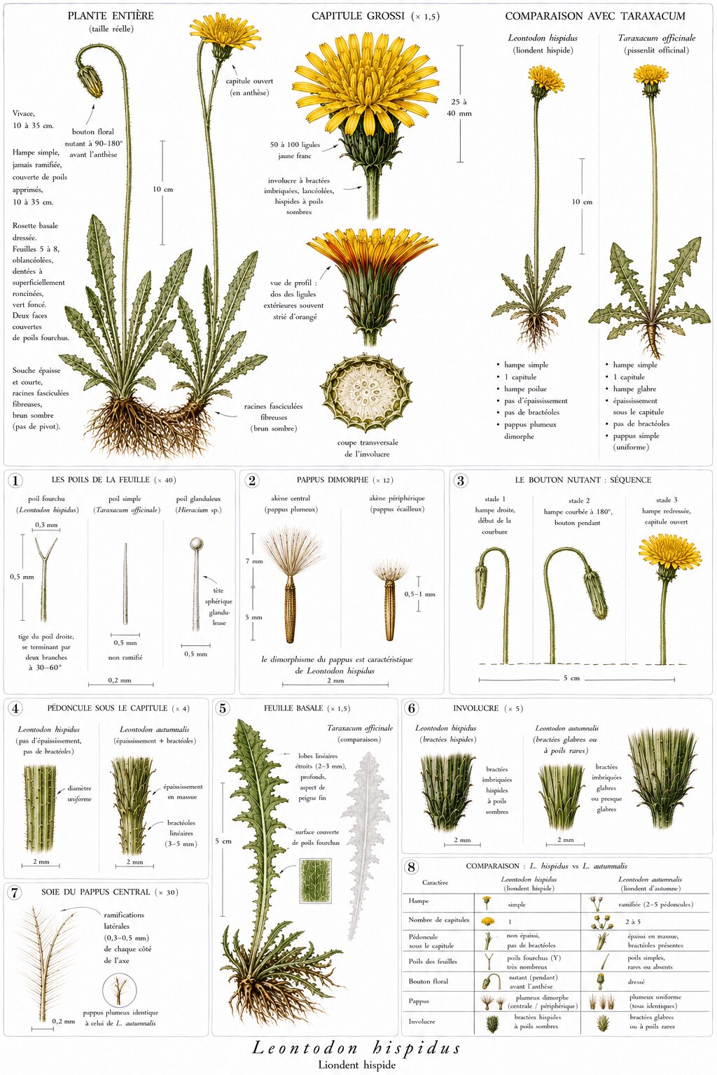 Planche botanique de Leontodon hispidus — liondent hispide