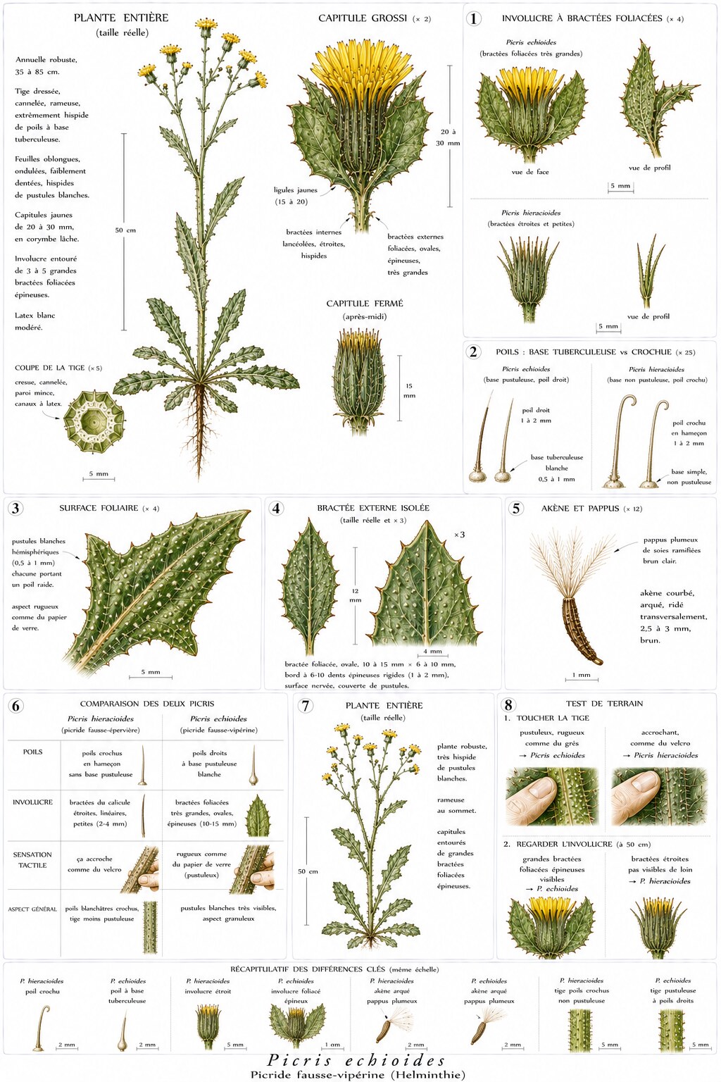 Planche botanique de Picris echioides — picride fausse-vipérine