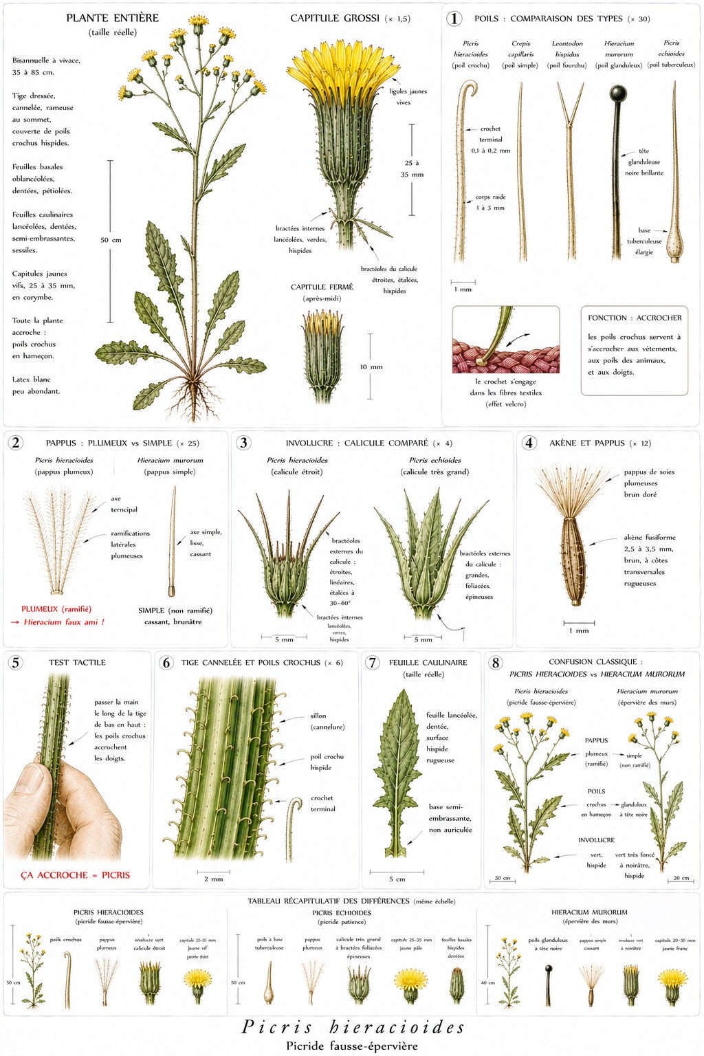 Planche botanique de Picris hieracioides — picride fausse-épervière