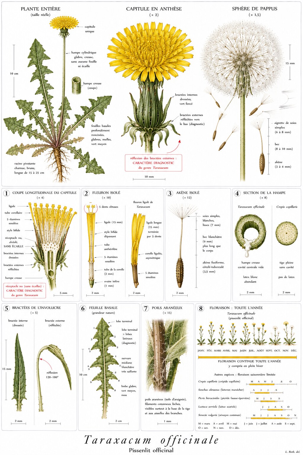 Planche botanique de Taraxacum officinale — pissenlit officinal