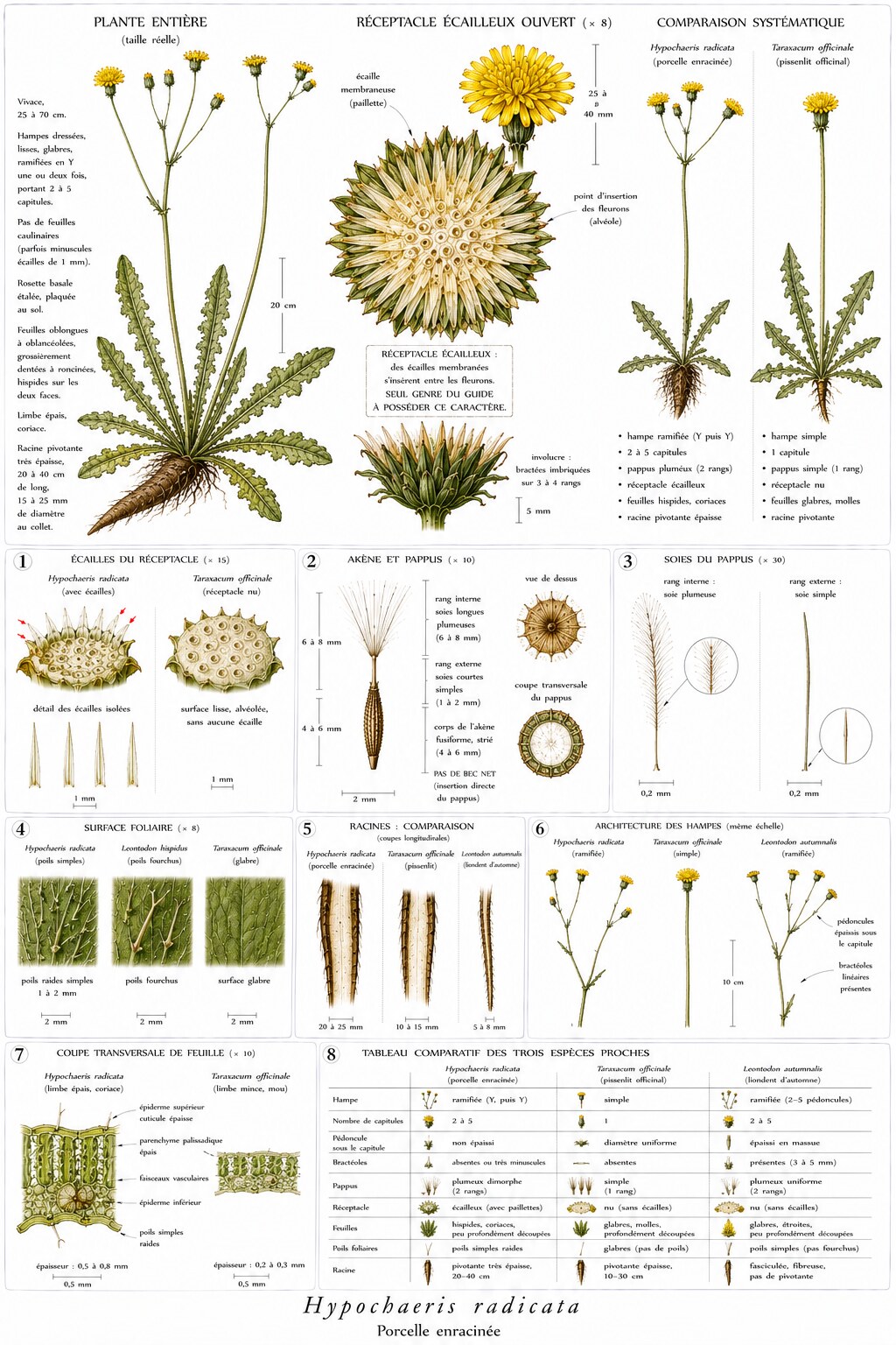 Planche botanique de Hypochaeris radicata — porcelle enracinée