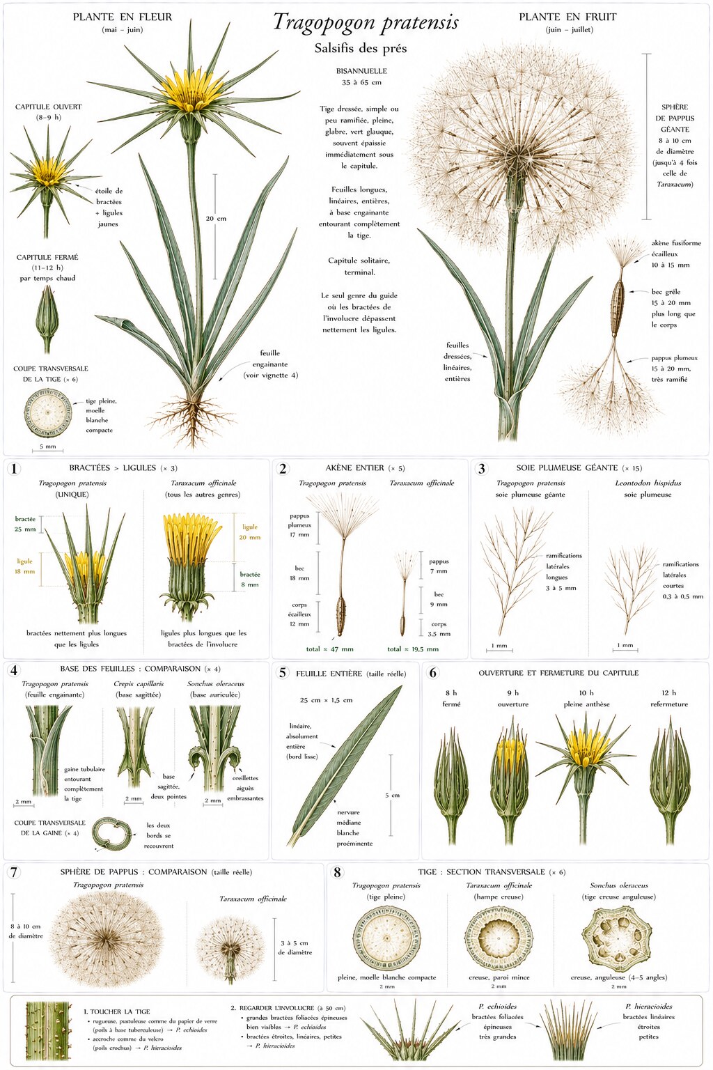 Planche botanique de Tragopogon pratensis — salsifis des prés