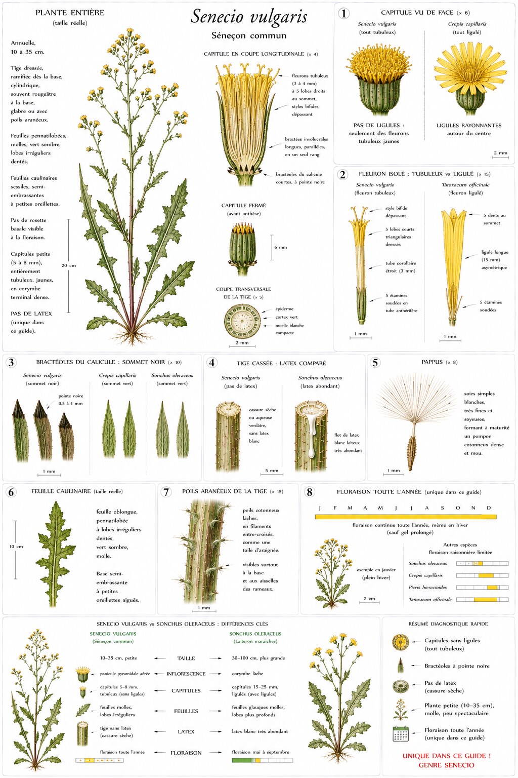 Planche botanique de Senecio vulgaris — séneçon commun
