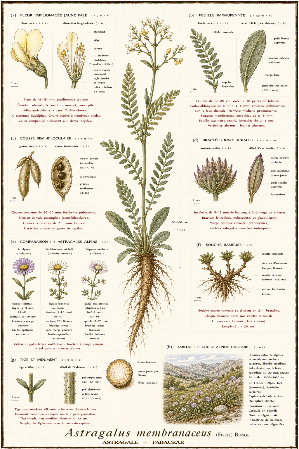 Planche botanique Astragale