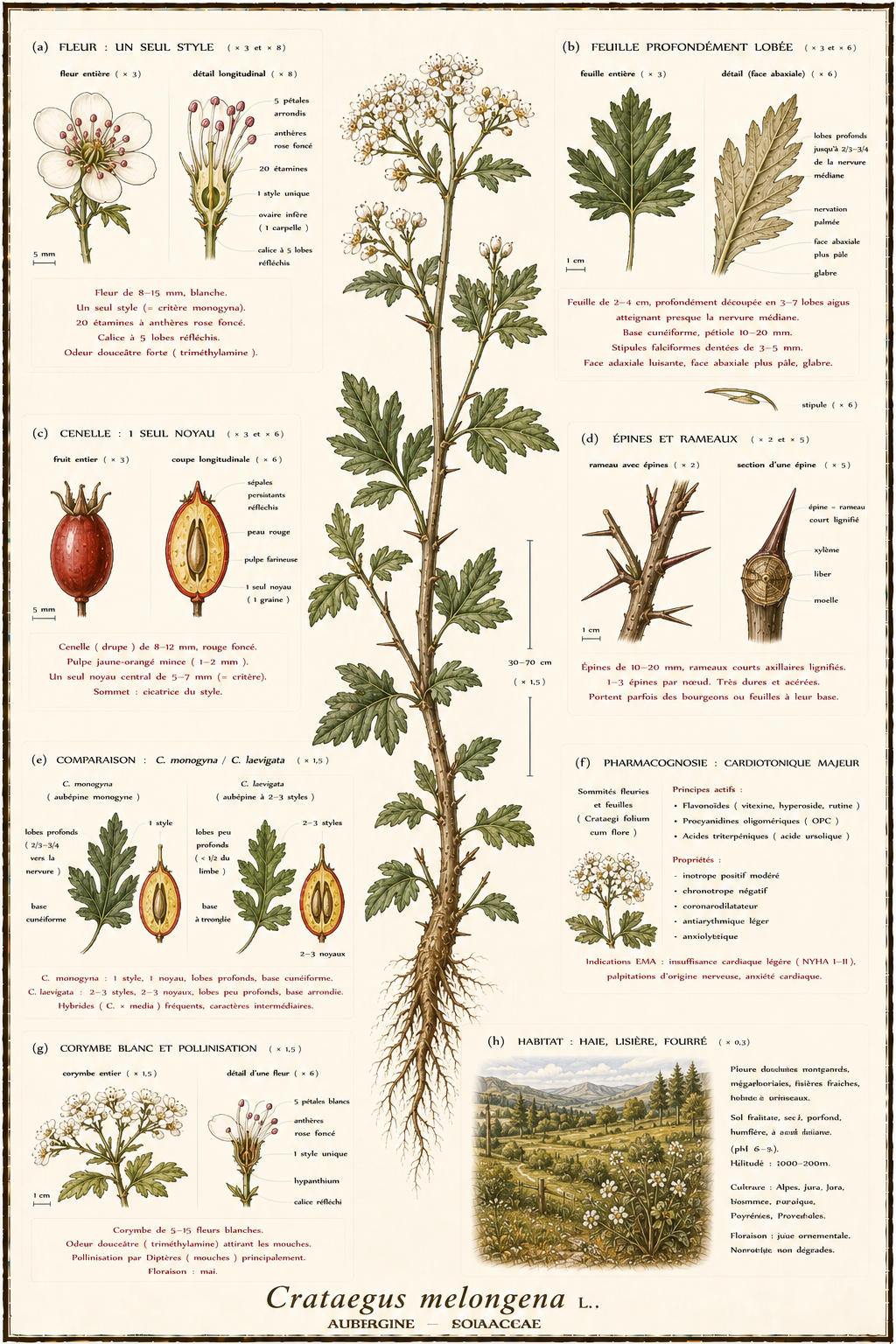 Planche botanique Aubépine monogyne