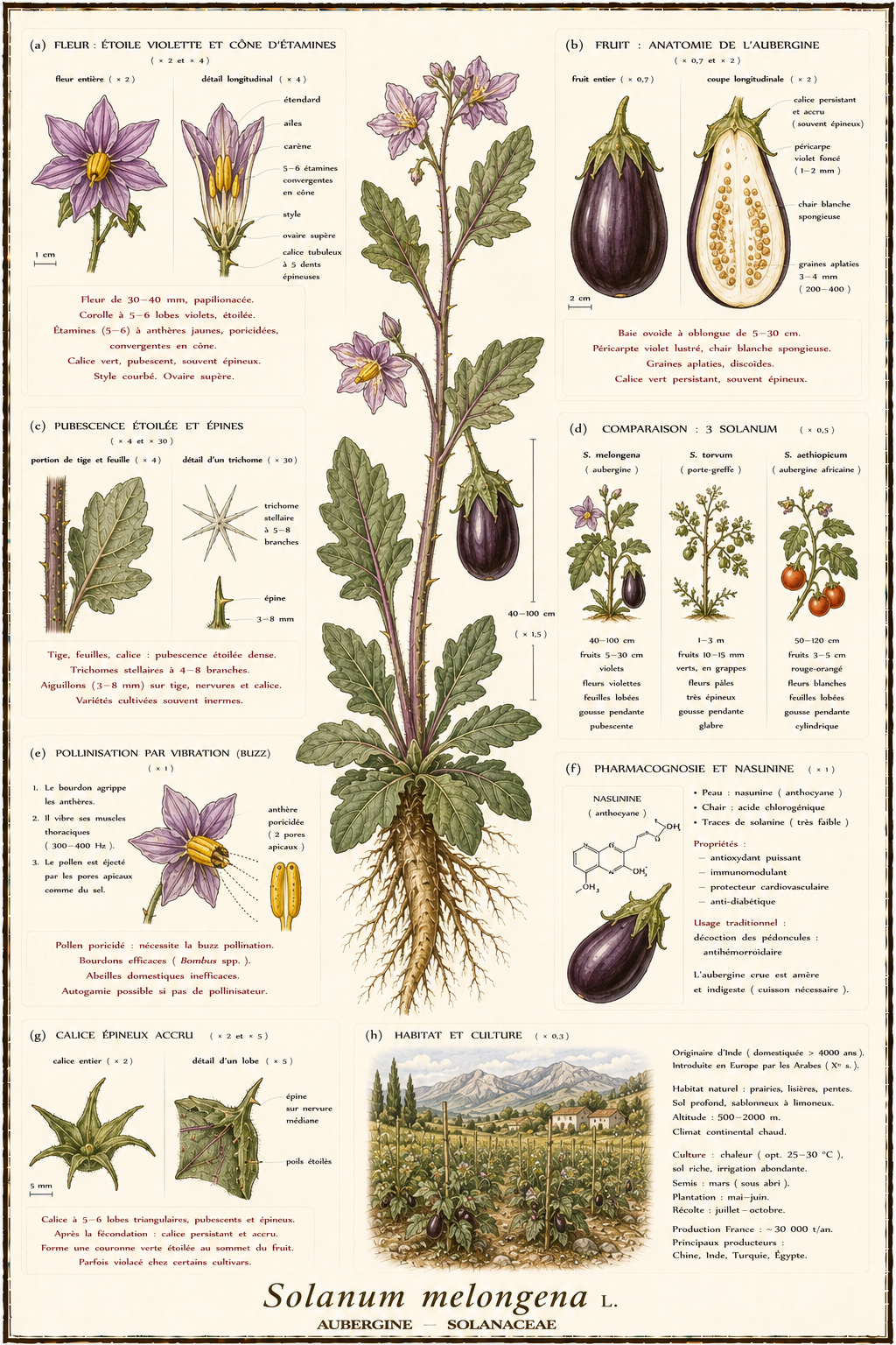 Planche botanique Aubergine