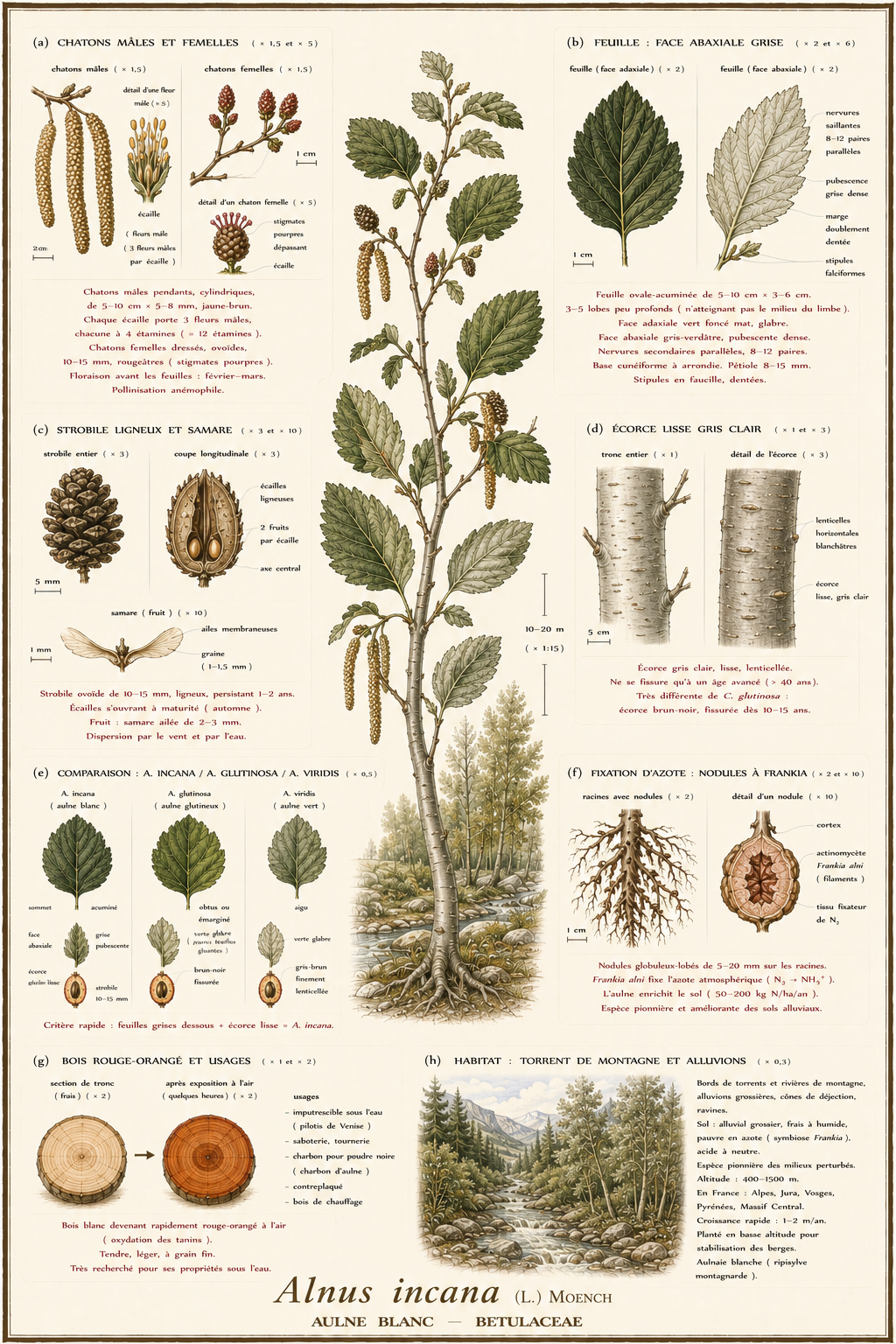 Planche botanique Aulne blanc