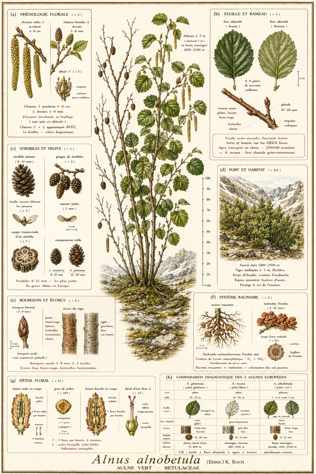Planche botanique Aulne vert