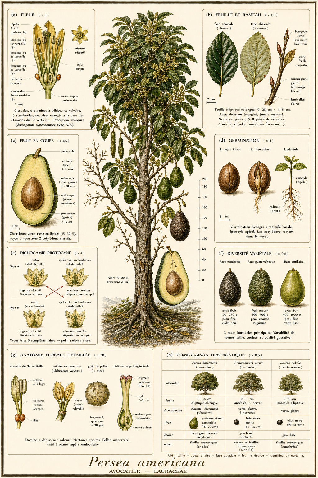 Planche botanique Avocatier
