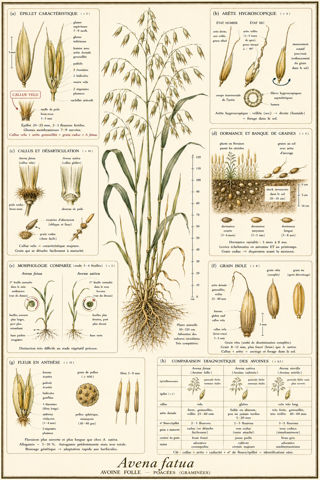Planche botanique Avoine folle