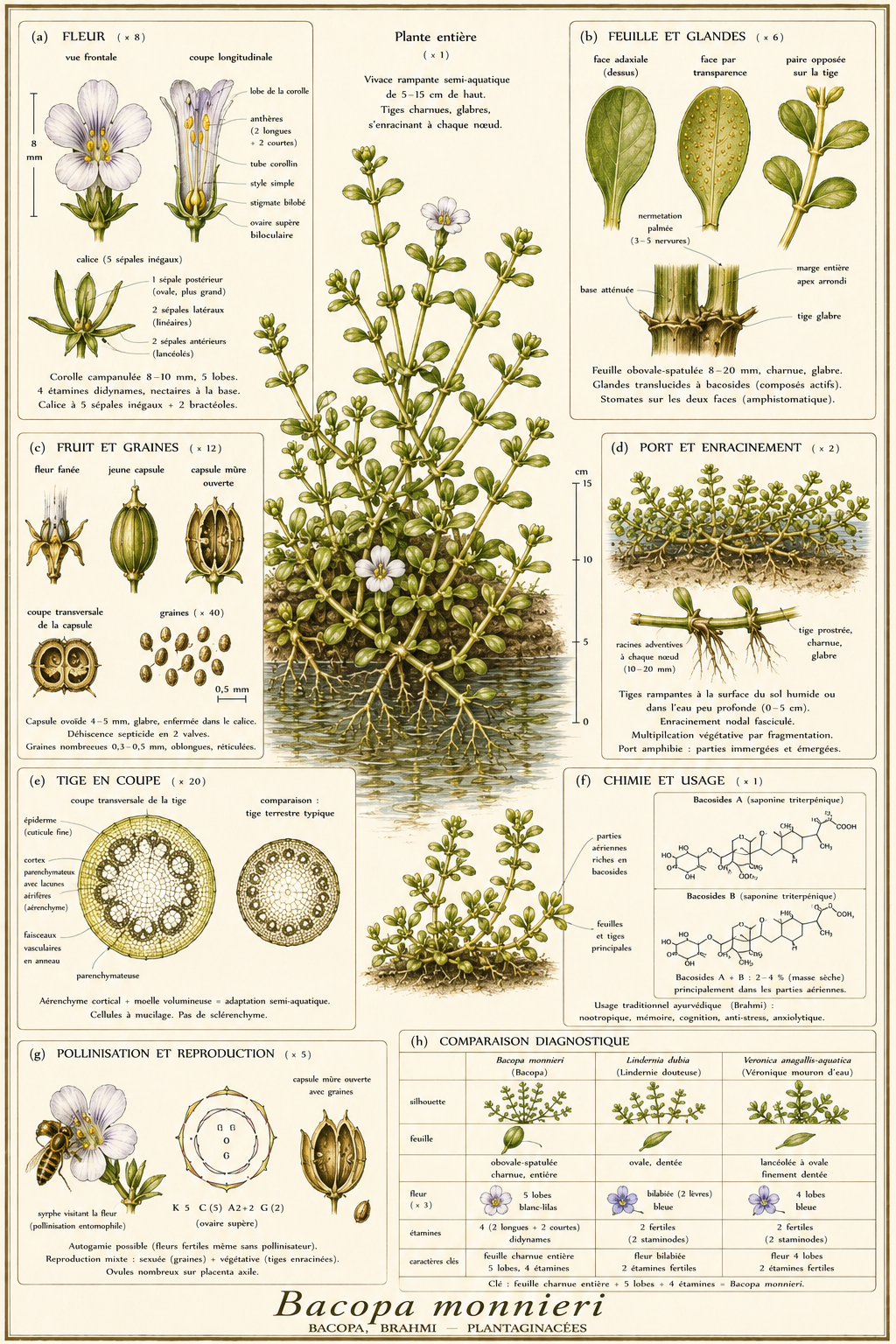 Planche botanique Bacopa