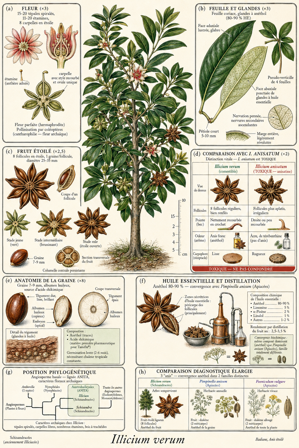 Planche botanique Badiane