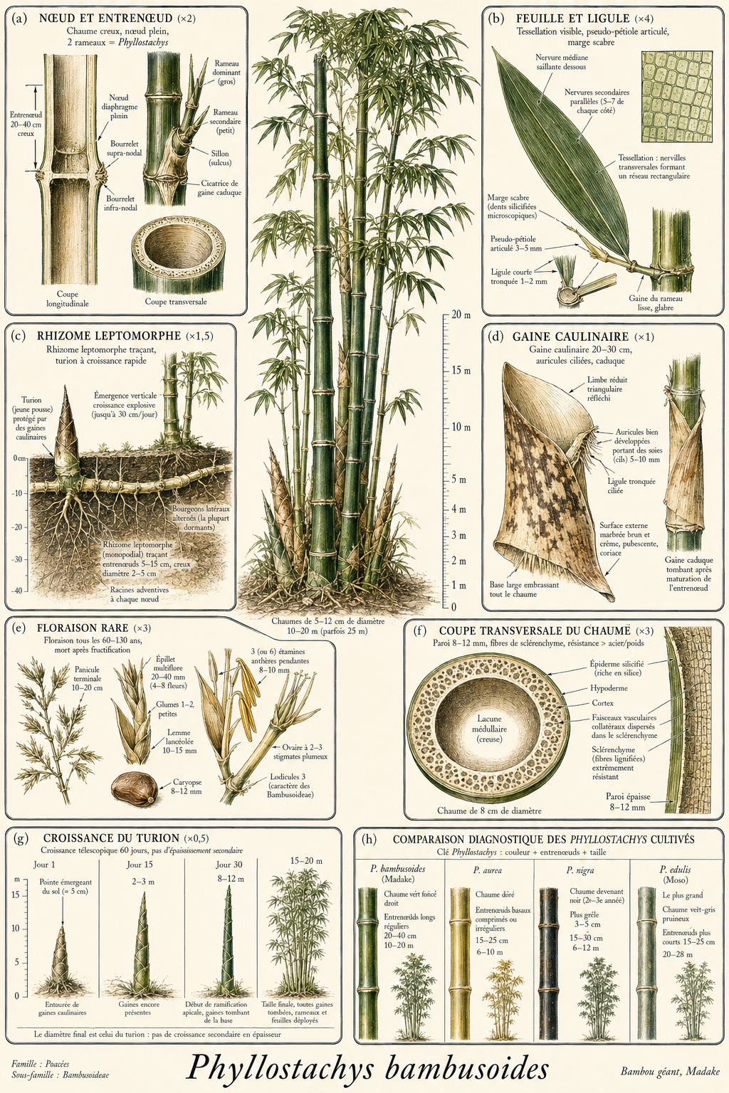 Planche botanique Bambou géant