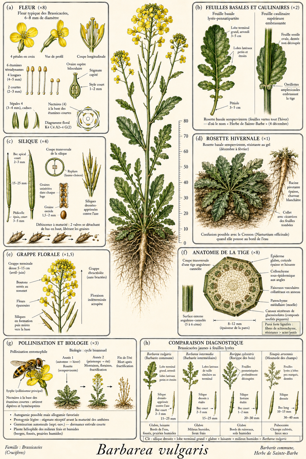 Planche botanique Barbarée commune